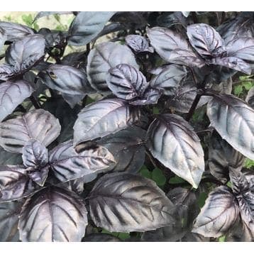 Базилік Віолнт Кінг