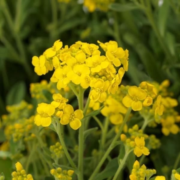 Аурінія Самміт 2