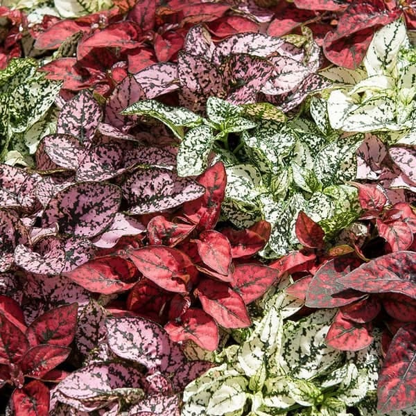 Гіпоестес Конфетті рожевий 2