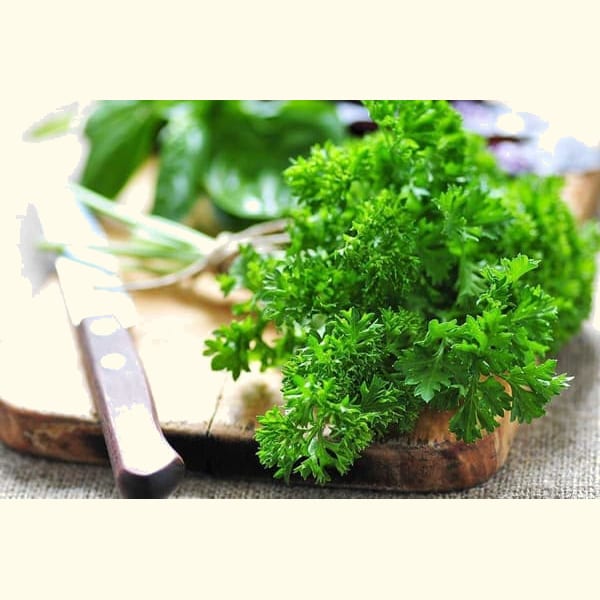 Петрушка кучерява 2