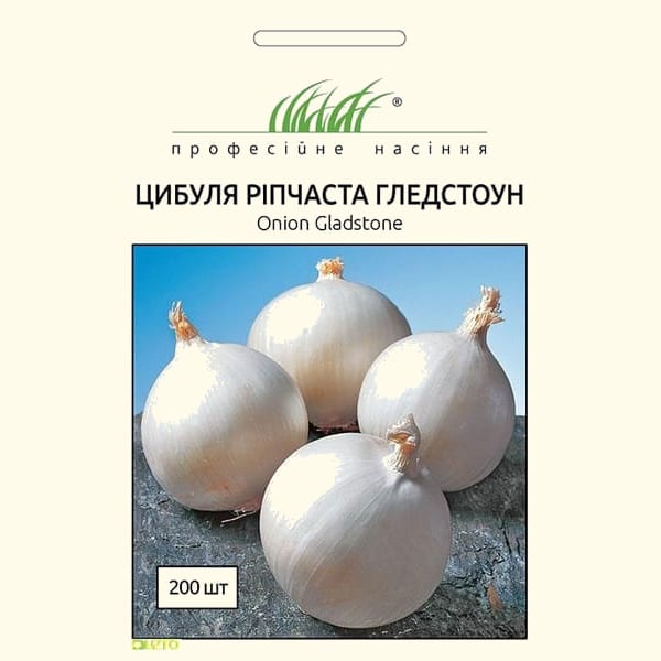 Цибуля Гледстоун біла 2
