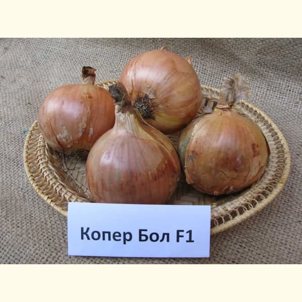 Цибуля Копер Бол F1 2