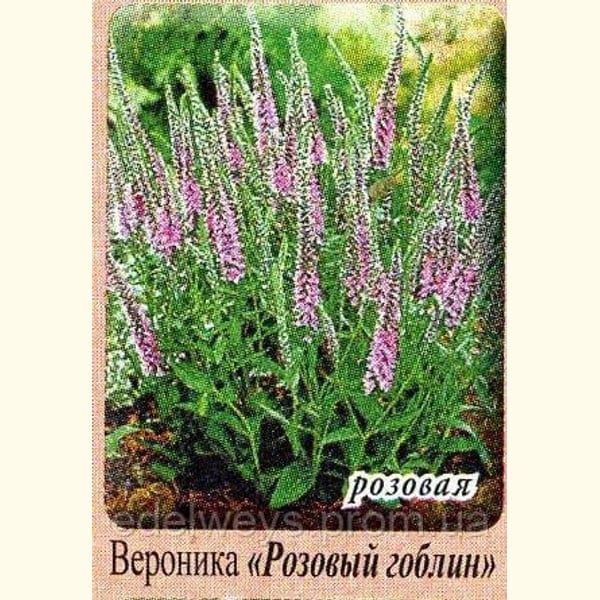 Вероніка Королівська рожева 2
