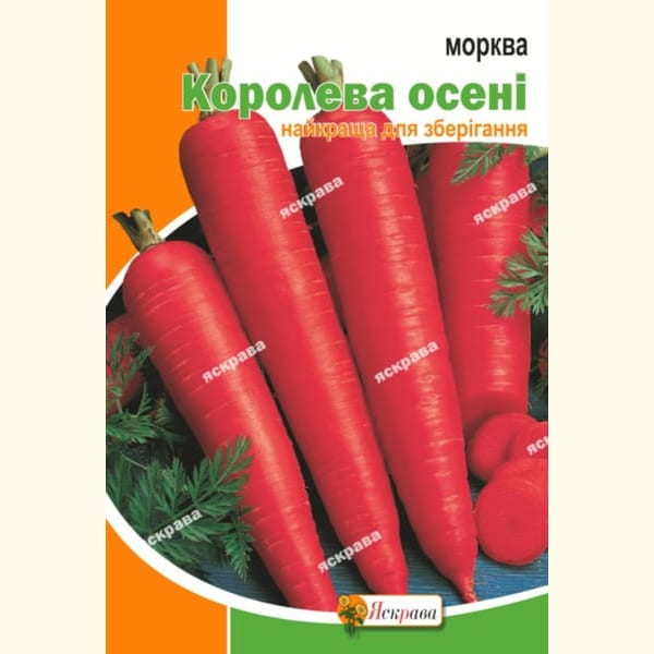 Морква Королева осені