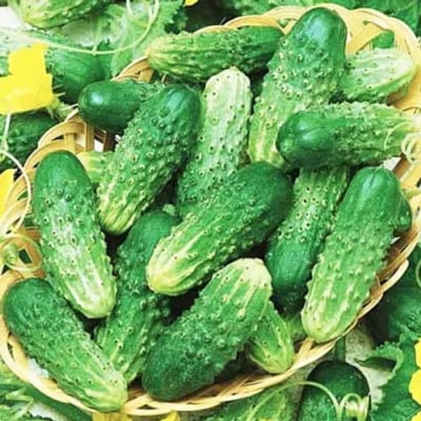 Огірок Руфус