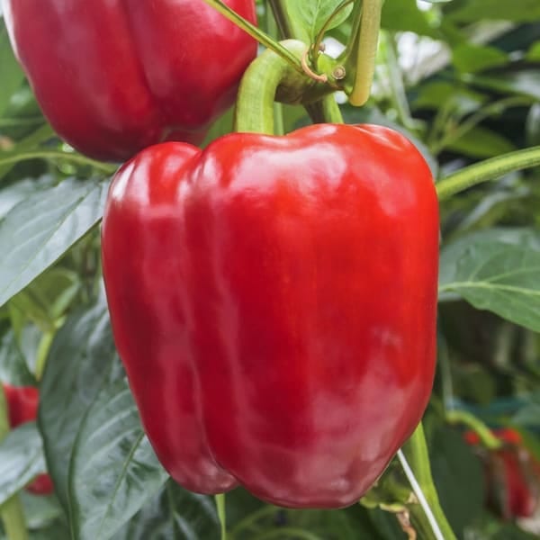 Перець солодкий Маргарита F1 2